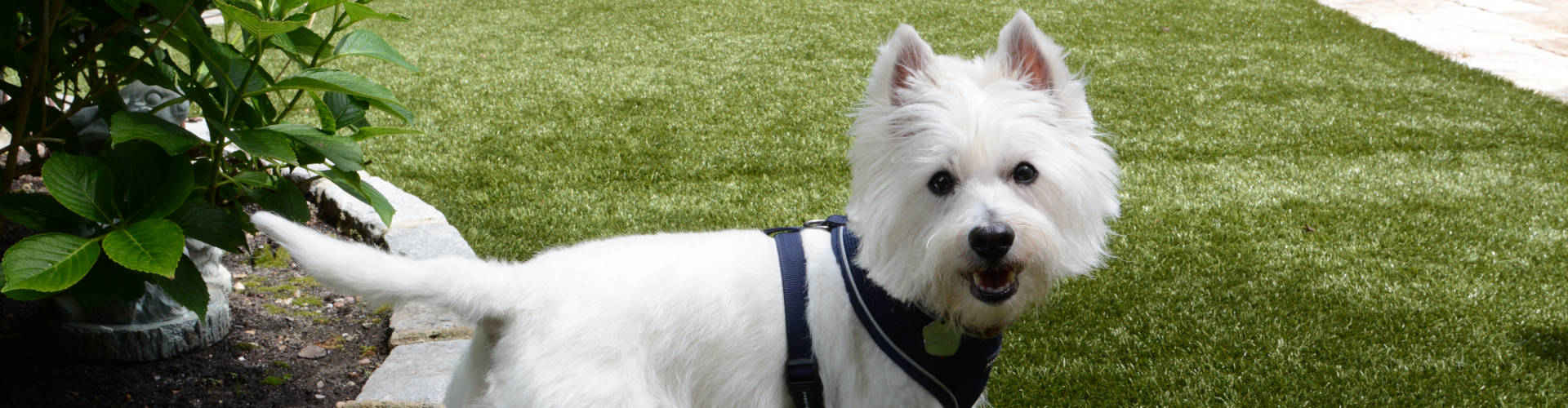 Tucson Pet Turf Maintenance