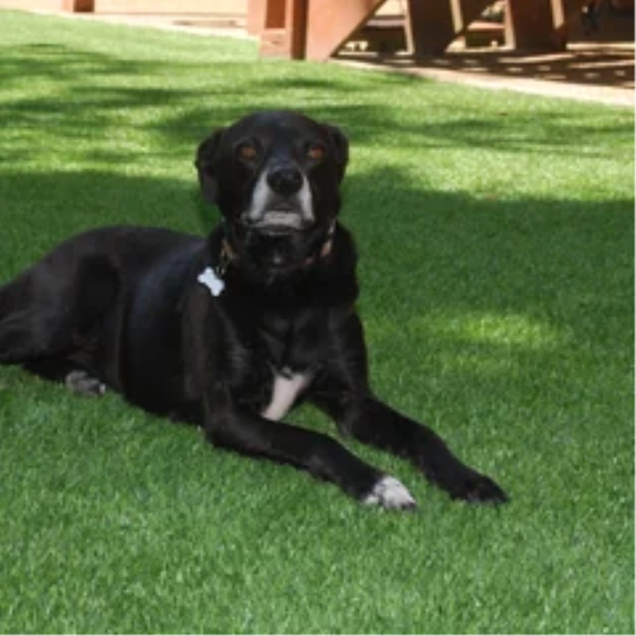 Black dog resting on a pet-friendly Tucson artificial turf backyard lawn