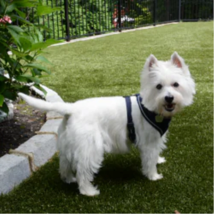 Pet Turf for Apartment Communities and Dog Parks in Tucson