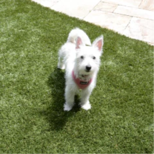 Selecting the Right Turf for Dogs