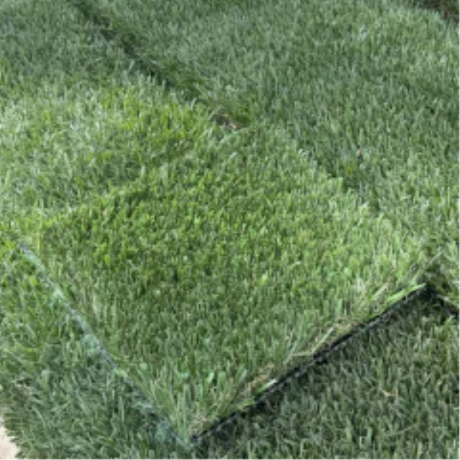 Introducing Wide Blade Turf in Tucson