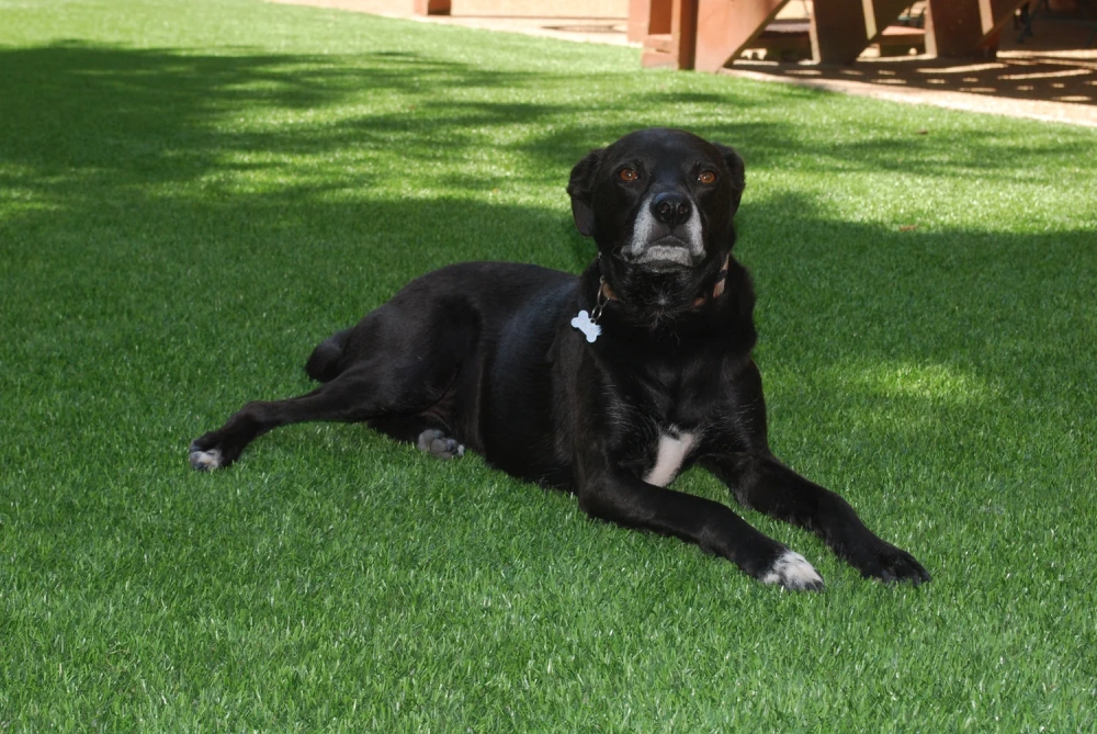 Black dog resting on a pet-friendly Tucson artificial turf backyard lawn