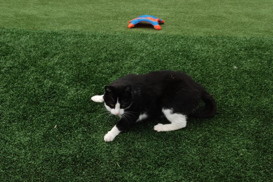 Southwest-Greens-Seattle-Fake-Lawn-Grass-safe-for-kids-and-pets-with-cat
